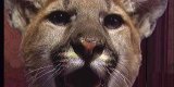 tumbkitty.jpg